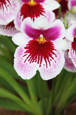 [cb45b] !Read! Website Password Organizer, Pink, Red, White, Purple Orchid: Password/Login/Website Keeper/Organizer Never Worry about Forgetting Your Website Password or Login Again! -  ^ePub!