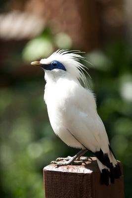 [848c5] *R.e.a.d^ ^O.n.l.i.n.e@ A White Bali Myna Bird on a Post Journal: 150 Page Lined Notebook/Diary -  #PDF~