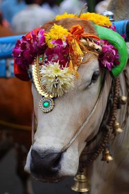 [da649] @Read@ A Sacred Cow Decorated with Colorful Flowers and Jewels in India Journal: 150 Page Lined Notebook/Diary -  %ePub%