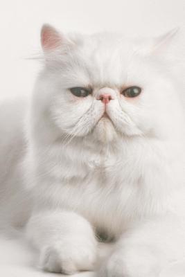 67dea] !D.o.w.n.l.o.a.d# White Persian Cat Seeks Villain for Lap and Petting Journal: 150 Page Lined Notebook/Diary -  *P.D.F~