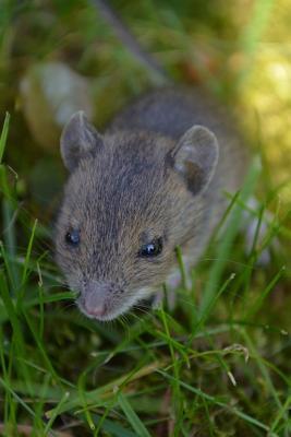 [ff6d7] ~Read! ~Online% Field Mouse in a Meadow Journal: Take Notes, Write Down Memories in This 150 Page Lined Journal -  *P.D.F%