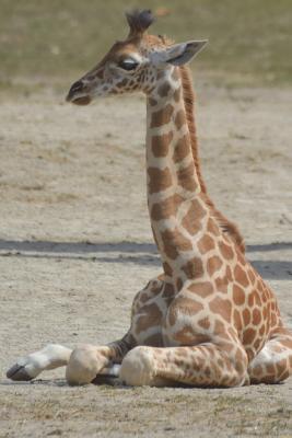0a1c7] ~D.o.w.n.l.o.a.d^ Somali Giraffe Journal: 150 Page Lined Notebook/Diary -  #P.D.F!